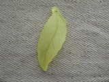 Lucite Frosted-YELLOW Leaf Pendant charm 