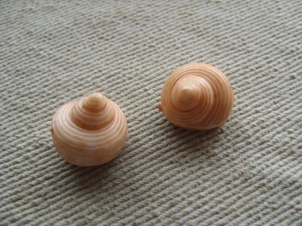 画像1: Plastic Snail-Shell Beads (1)