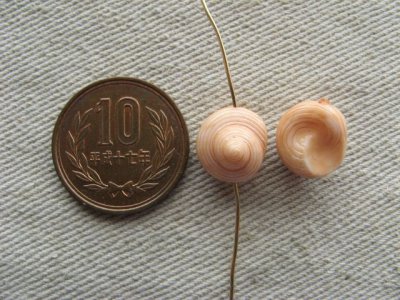 画像1: Plastic Snail-Shell Beads