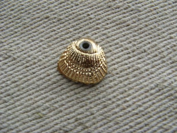 画像1: Tiny Gold Plastic Shell 2個入り (1)