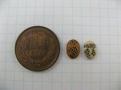 画像1: Vintage Glass Tiny Snake Cabochon 